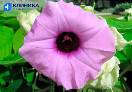 Цветок гавайской розы